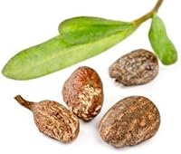 Perfect Body Harmony Organic Raw Shea Nut Butter 3.75oz — image 7