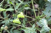 Nook Leniderm Shampoo 500mL — image 2