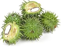 US Organic Castor Oil 8 oz — image 5