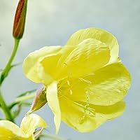 Weleda Skin Revitalizing Eye and Lip Cream 0.34oz — image 4