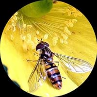 AmScope SM-3B Stereo Microscope — image 8