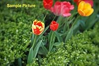 Fotasy 35mm F1.6 Manual Prime Lens for Sony E-Mount — image 6