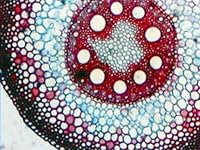 AmScope B490B Compound Binocular Microscope — image 9