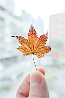 Nikon NIKKOR Z 28-75mm f/2.8 — image 2