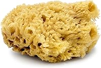 Baudelaire Sea Wool Sponge 5.5″ — image 5