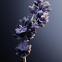 Paco Rabanne Phantom Intense Eau De Parfum 1.7oz — image 7