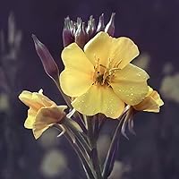 Weleda Skin Revitalizing Eye and Lip Cream 0.34oz — image 6