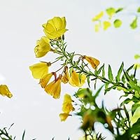 Weleda Skin Revitalizing Eye and Lip Cream 0.34oz — image 2