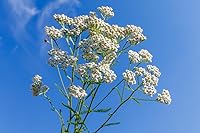 US Organic Yarrow Essential Oil 5ml — image 3