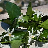 Dolce&Gabbana Devotion Eau De Parfum 2.03oz — image 5