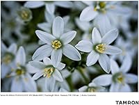 Tamron 50-400mm f/4.5-6.3 Di III VC VXD Lens — image 12