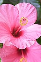 Khadi Lavender Sensitive Ayurvedic Shampoo 6.7oz — image 5