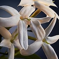 Paco Rabanne Phantom Intense Eau De Parfum 1.7oz — image 6