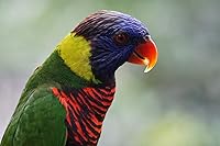 Sony E 55-210mm F4.5-6.3 Lens — image 4