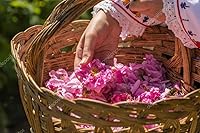 Bulgarian Rose 100% Pure Rose Water 500mL — image 2