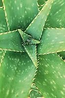 Khadi Wonder Hair Tonic Ayurvedic 100mL — image 5