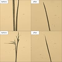 Briogeo Don't Despair, Repair! Strengthening Treatment Oil 1oz — image 3