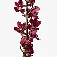 Calvin Klein Euphoria Body Lotion 6.7oz — image 5