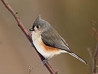 JINTU 500-1000mm f/8 Telephoto Lens for Canon EF Cameras — image 6