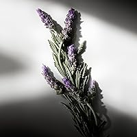 RALPH LAUREN FRAGRANCES Ralph's Club Eau de Parfum 3.4oz — image 6