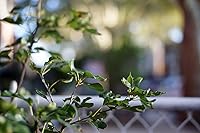 Fotasy 35mm F1.6 Manual Prime Lens for Sony E-Mount — image 3