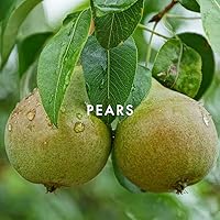 Alfred Sung JEWEL Eau De Toilette Spray 3.4oz — image 7