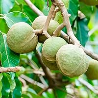 OGX Hydrate + Defrizz Kukui Oil Shampoo 13oz — image 5