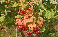 YONGNUO YN35mm F2 Lens for Canon EF Mount — image 2