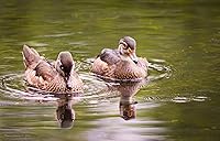 Sigma 150-600mm F5-6.3 Contemporary DG OS HSM Lens for Nikon — image 8