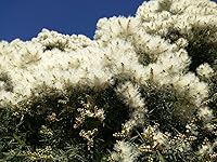 US Organic 100% Pure Tea Tree Essential Oil 15mL (2 Pack) — image 3