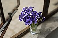 Sony FE 50mm F1.8 Lens — image 5