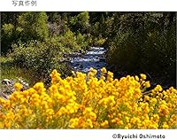 Sigma 28-70mm F2.8 DG DN for Sony E — image 2