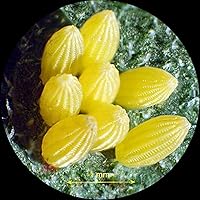 AmScope SW-3T24Z Trinocular Stereo Microscope — image 7