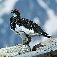 Nikon NIKKOR Z 100-400mm VR S Telephoto Lens — image 3