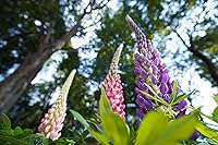 Sony FE PZ 16-35mm F4 G — image 13