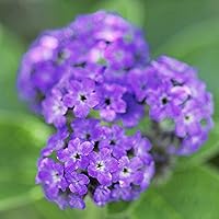 Paul Sebastian Casual Women's Eau de Parfum, 4oz — image 5