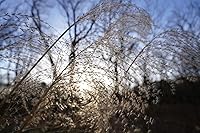 Sony FE PZ 16-35mm F4 G — image 15