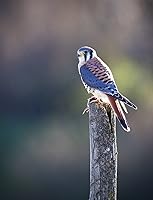 Sigma 150-600mm F5-6.3 Contemporary DG OS HSM Lens for Nikon — image 9