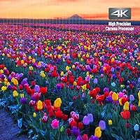 Panasonic DP-UB820-K 4K Blu-Ray Player — image 9