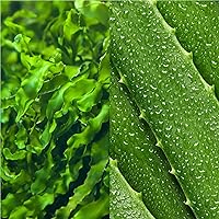 Mario Badescu Seaweed Cleansing Lotion 7.7oz — image 3