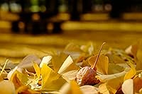 Fujifilm XF16-55mmF2.8 R LM WR — image 2