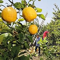 Weleda Refreshing Citrus Body Oil 3.4oz — image 4