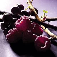 Lancôme Trésor Midnight Eau de Parfum 30mL — image 3