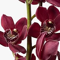 Calvin Klein Euphoria Body Lotion 6.7oz — image 4