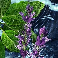 Davidoff Cool Water Eau de Toilette 275ml — image 6