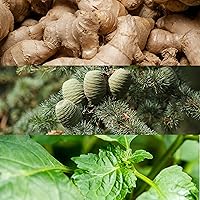 Calvin Klein Euphoria Eau de Toilette 100mL — image 3