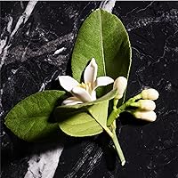 JOOP! Homme Men's Deodorant Spray 2.5oz — image 4