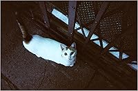 RETO Amber Tungsten 35mm Disposable Film Camera — image 6