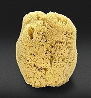 Constantia Man Real Sea Sponge for Men - Extra Large 6″-7″ — image 2